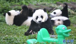熊猫冷知识大全，探索这些可爱生灵的神秘世界