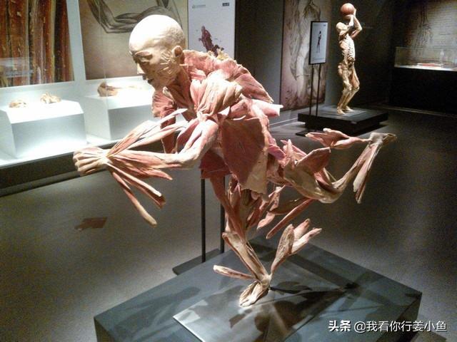 及答案大全，探索动物世界的奥秘