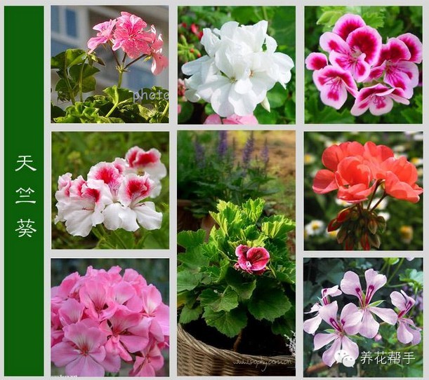 花与花名大全，探索花卉世界的多彩奥秘