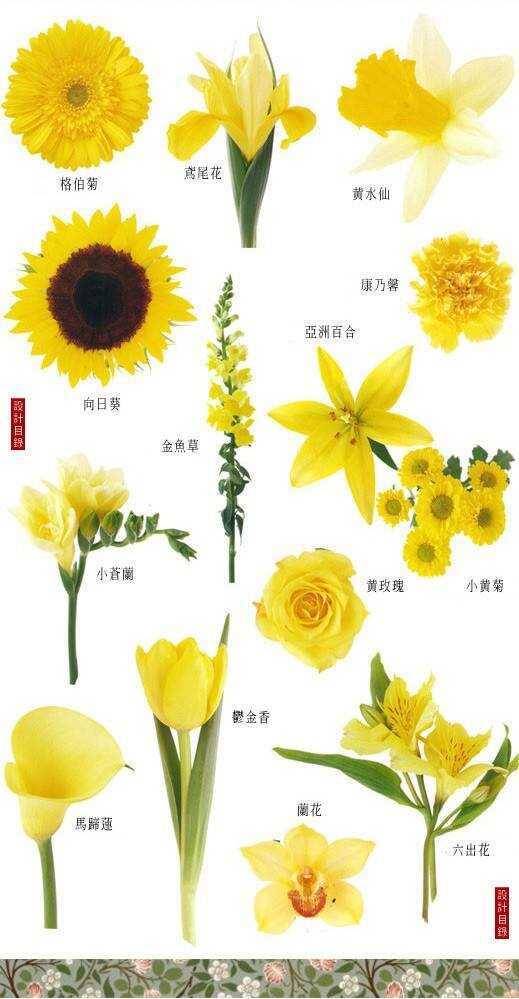 花与花名大全，探索花卉世界的多彩奥秘