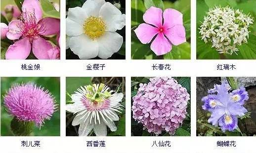 花与花名大全，探索花卉世界的多彩奥秘