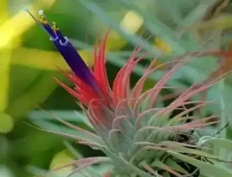 花语，花卉背后的文化与情感象征