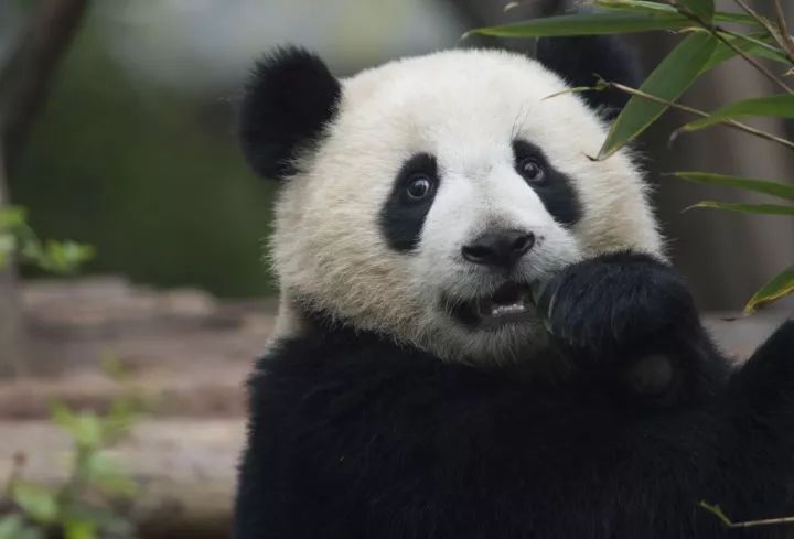 揭秘熊猫王国，你所不知道的冷知识