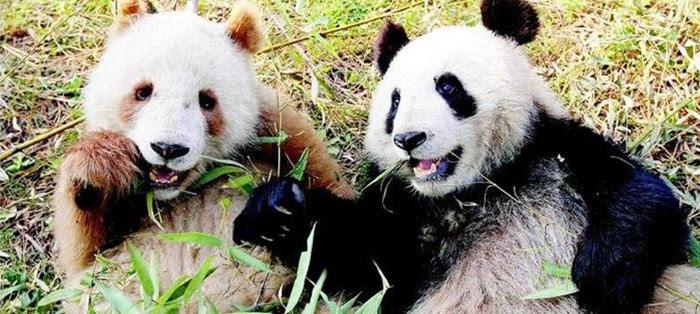 探秘熊猫，自然中的黑白精灵